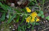 Hieracium umbellatum. Верхушка цветущего растения. Московская обл., Дмитровский гор. округ, дол. р. Якоть, опушка смешанного леса. 23.08.2026.