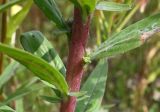 Oenothera rubricaulis. Средняя часть стебля с листьями. Калининградская обл., г. Светлогорск, край поля. 27.07.2025.