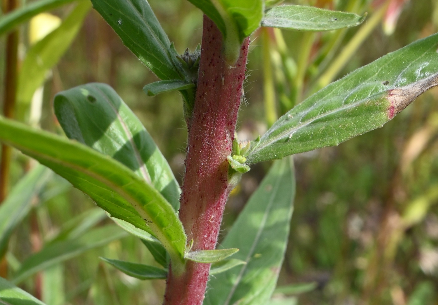 Image of Oenothera rubricaulis specimen.