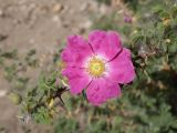 genus Rosa. Верхушка веточки с цветком. Таджикистан, Горно-Бадахшанская автономная обл., Ишкашимский р-н, окр. кишлака Гармчашма, дол. р. Гармчашма, ≈ 2600 м н.у.м., каменистая осыпь. 2 июля 2026 г.