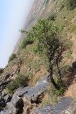 Amygdalus bucharica. Плодоносящее растение. Узбекистан, Джизакская обл., хр. Нуратау, гора Койташ, басс. р. Койташ, верховья Койташсая., ок. 1210 м н.у.м. 14.05.2025.