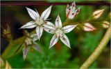 genus Sedum. Цветки. Московская обл., Раменский р-н, окр. дер. Хрипань, садовый участок. 10.07.2026.
