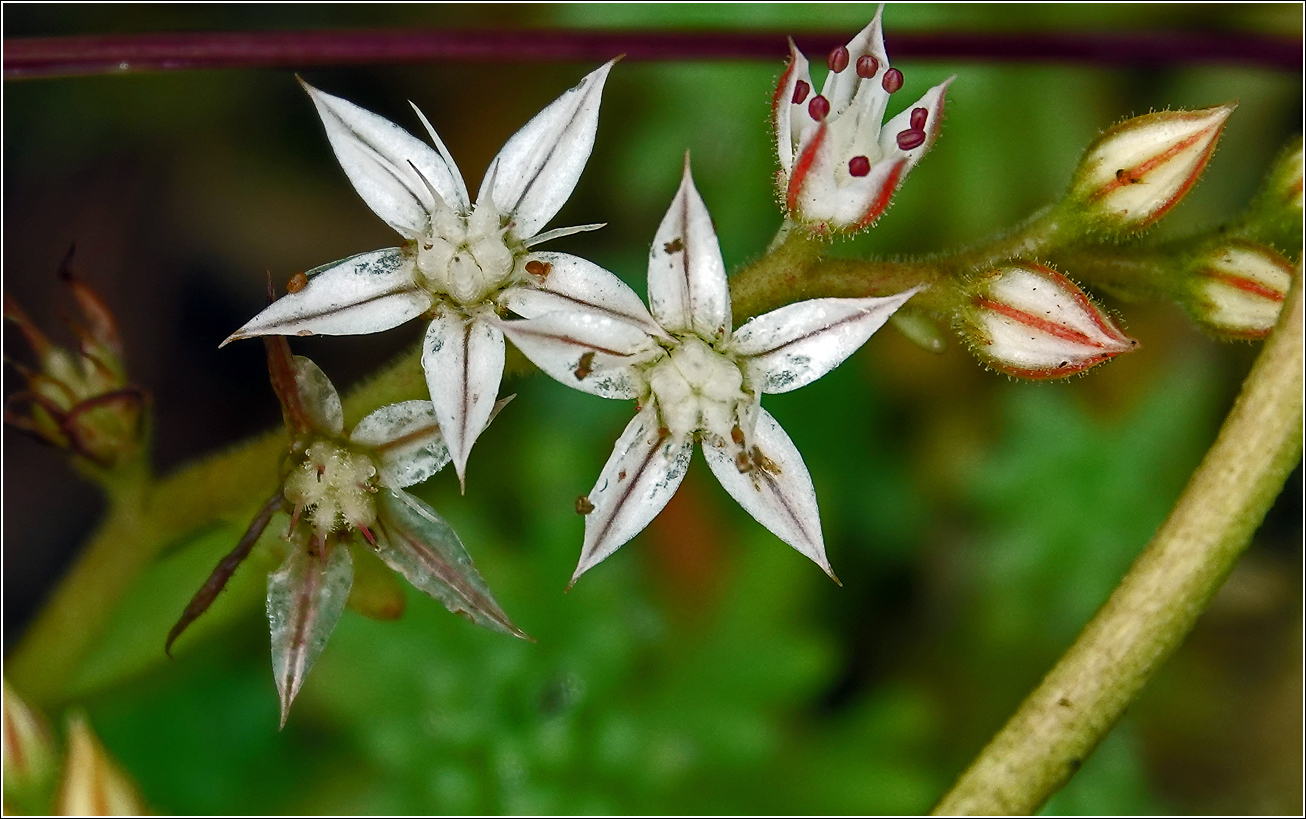 Image of genus Sedum specimen.