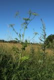 Pastinaca sativa. Плодоносящее растение с колониями тлей. Беларусь, Витебская обл., окр. дер. Местечко, разнотравно-злаковый суходольный луг. 18.07.2026.