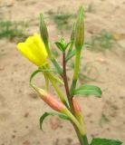 genus Oenothera. Верхушка соцветия. Чувашия, г. Мариинский Посад, Куйбышевское водохранилище, сухое песчаное прибрежье. 22.09.2010.