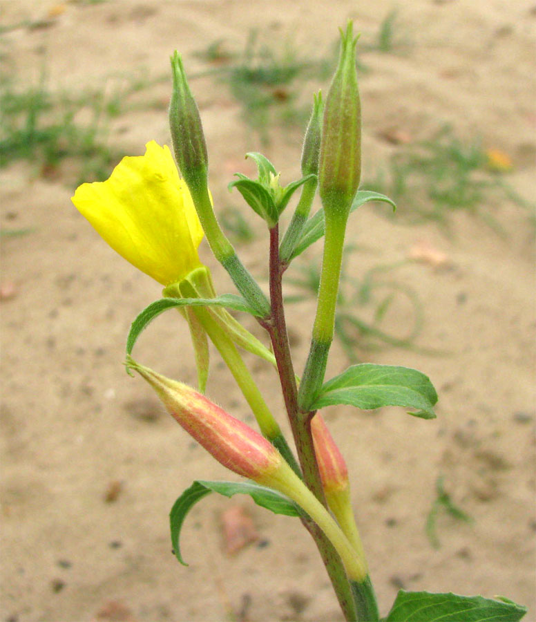 Изображение особи род Oenothera.