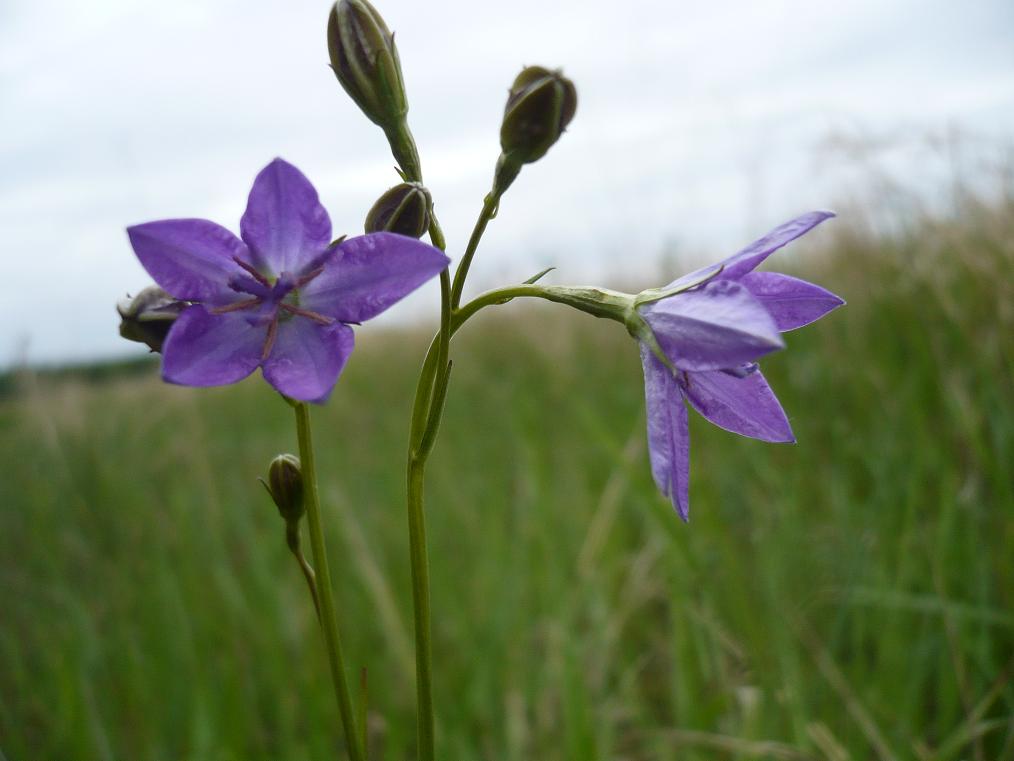 Изображение особи Campanula wolgensis.