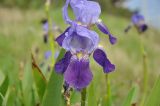 Iris germanica