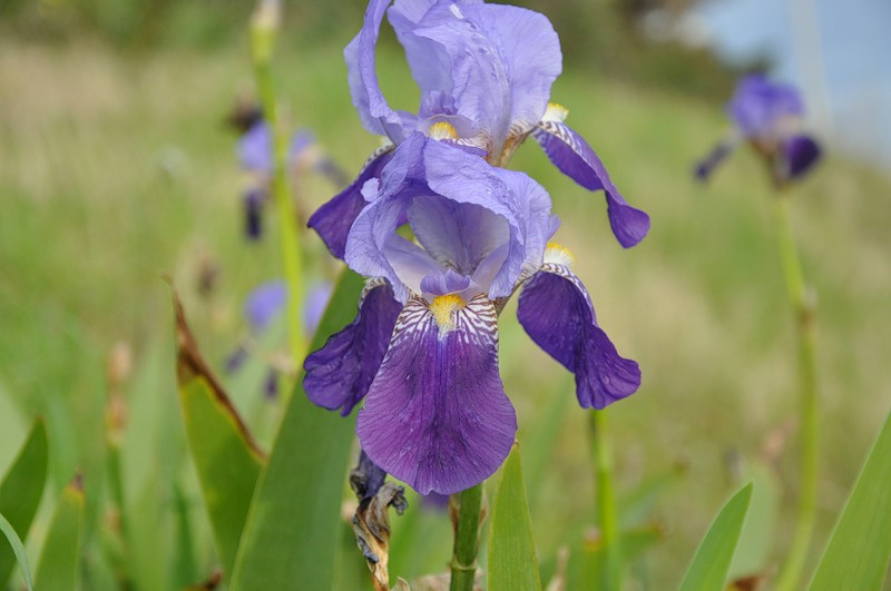 Image of Iris germanica specimen.
