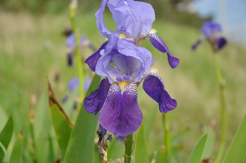 Изображение особи Iris germanica.