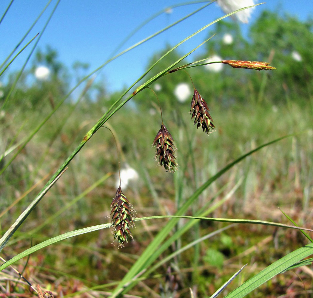 Image of Carex paupercula specimen.