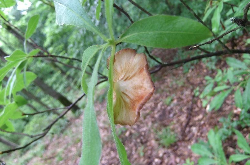 Image of Rhododendron luteum specimen.
