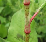 Persicaria lapathifolia. Часть стебля с основанием листа. Север Кубани, станица Шкуринская, высохшая лужа в кювете автодороги. 29.06.2011.