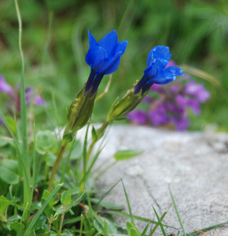 Изображение особи Gentiana verna.