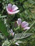 Althaea taurinensis. Цветки. Крым, Севастополь, пос. Любимовка. 31 июля 2011 г.