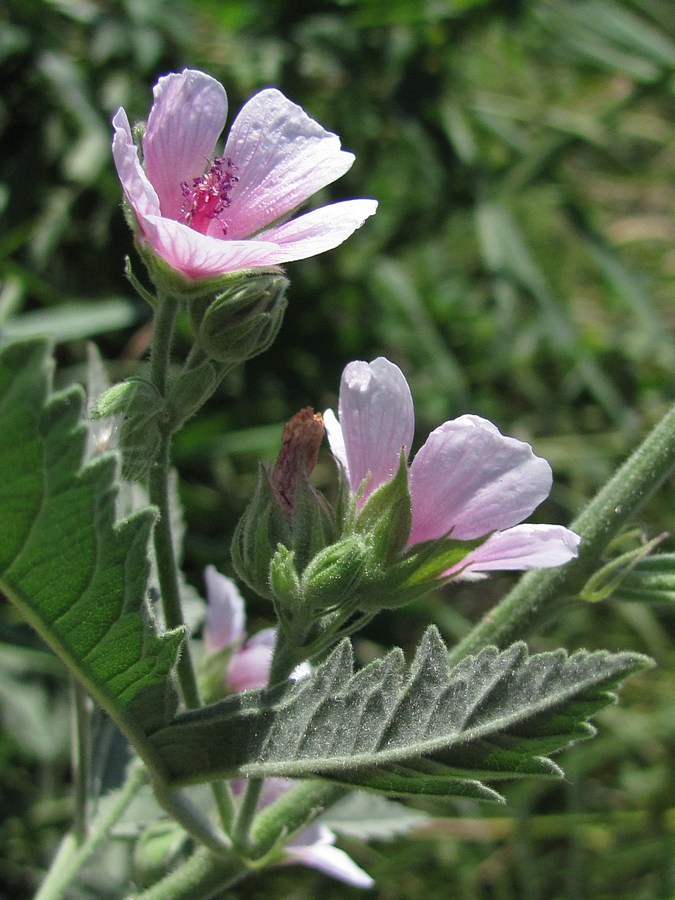 Изображение особи Althaea taurinensis.