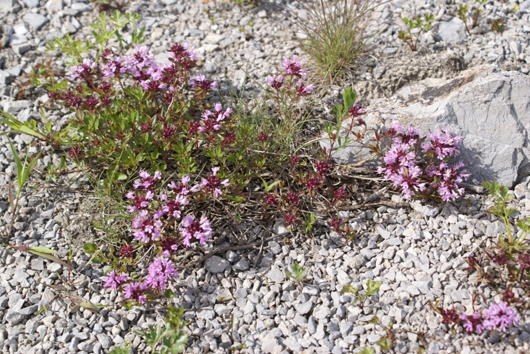 Изображение особи Thymus komarovii.