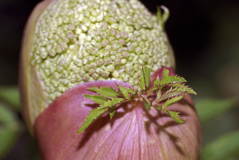 Image of Angelica sylvestris specimen.
