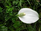 Calla palustris. Соцветие. Украина, Ивано-Франковская обл., Надворнянский р-н, окр. с. Быстрица, долина потока Рафайловец, в ручье. 21 июня 2011 г.