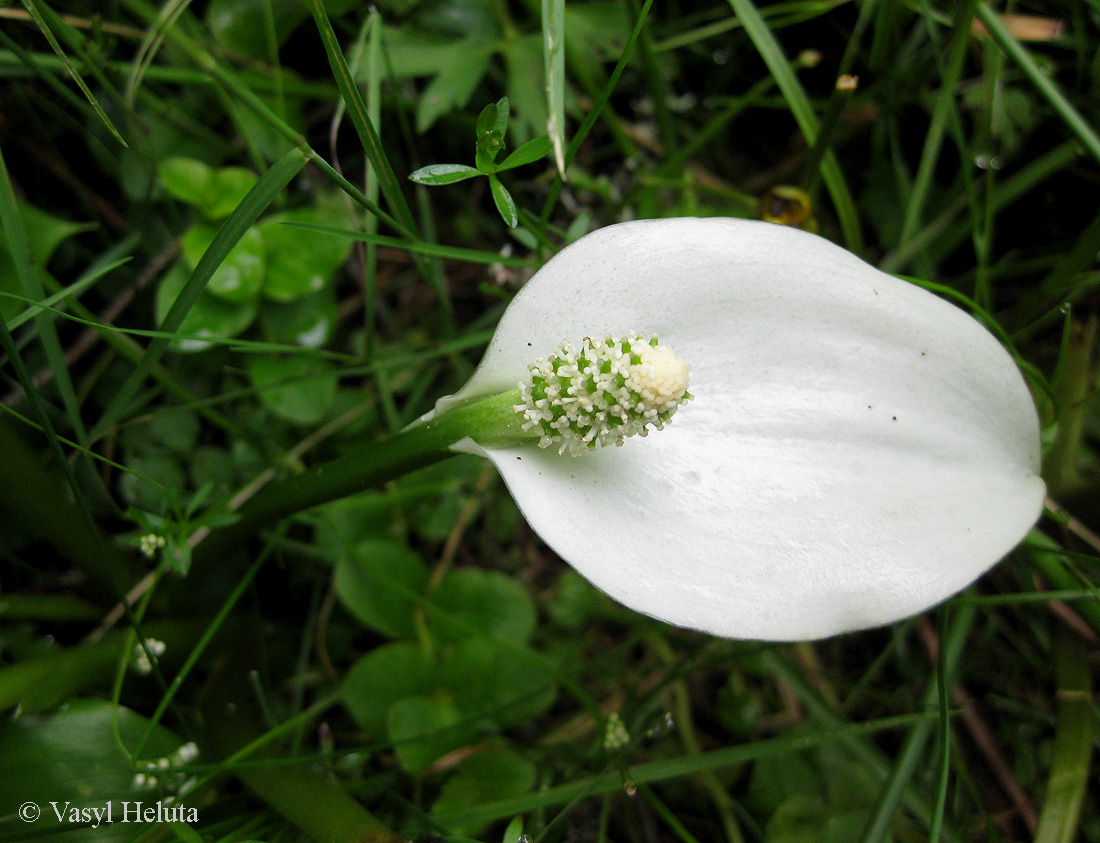 Изображение особи Calla palustris.