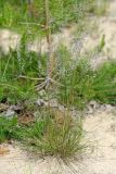 Festuca polesica