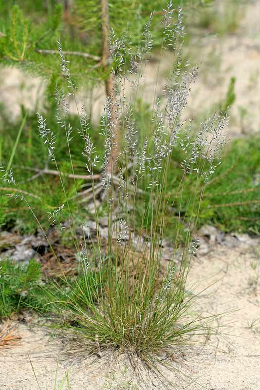 Изображение особи Festuca polesica.