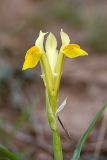 Juno bucharica