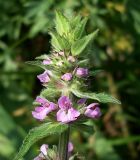 Stachys palustris