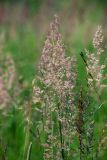 Calamagrostis epigeios. Верхушки плодоносящих растений. Московская обл., Раменский р-н, окр. дер. Хрипань, окраина луга. 14.07.2011.