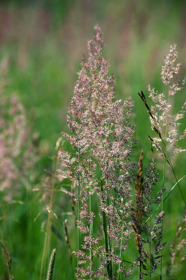 Изображение особи Calamagrostis epigeios.