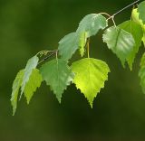 Image of taxon representative. Author is Виталий Гуменюк