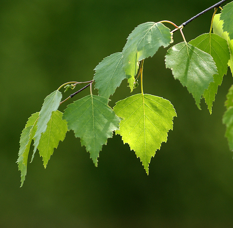 Изображение особи Betula pendula.