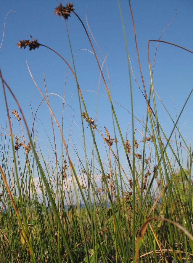 Image of Carex colchica specimen.