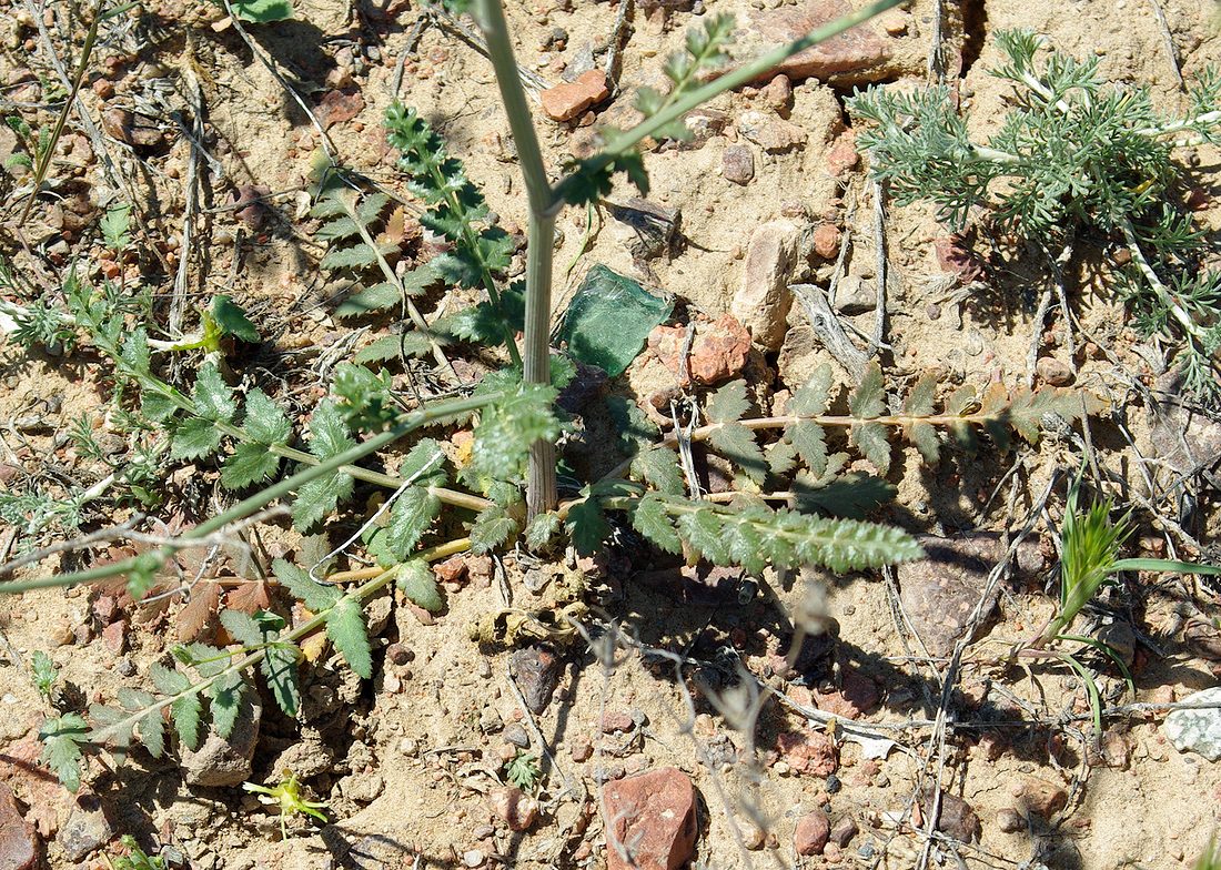 Image of Oedibasis apiculata specimen.