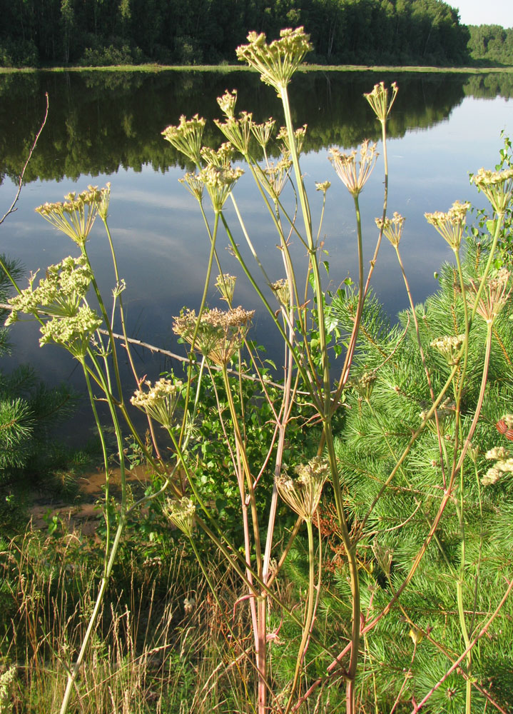 Image of Seseli libanotis specimen.