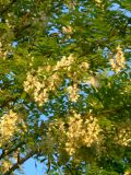 Robinia pseudoacacia