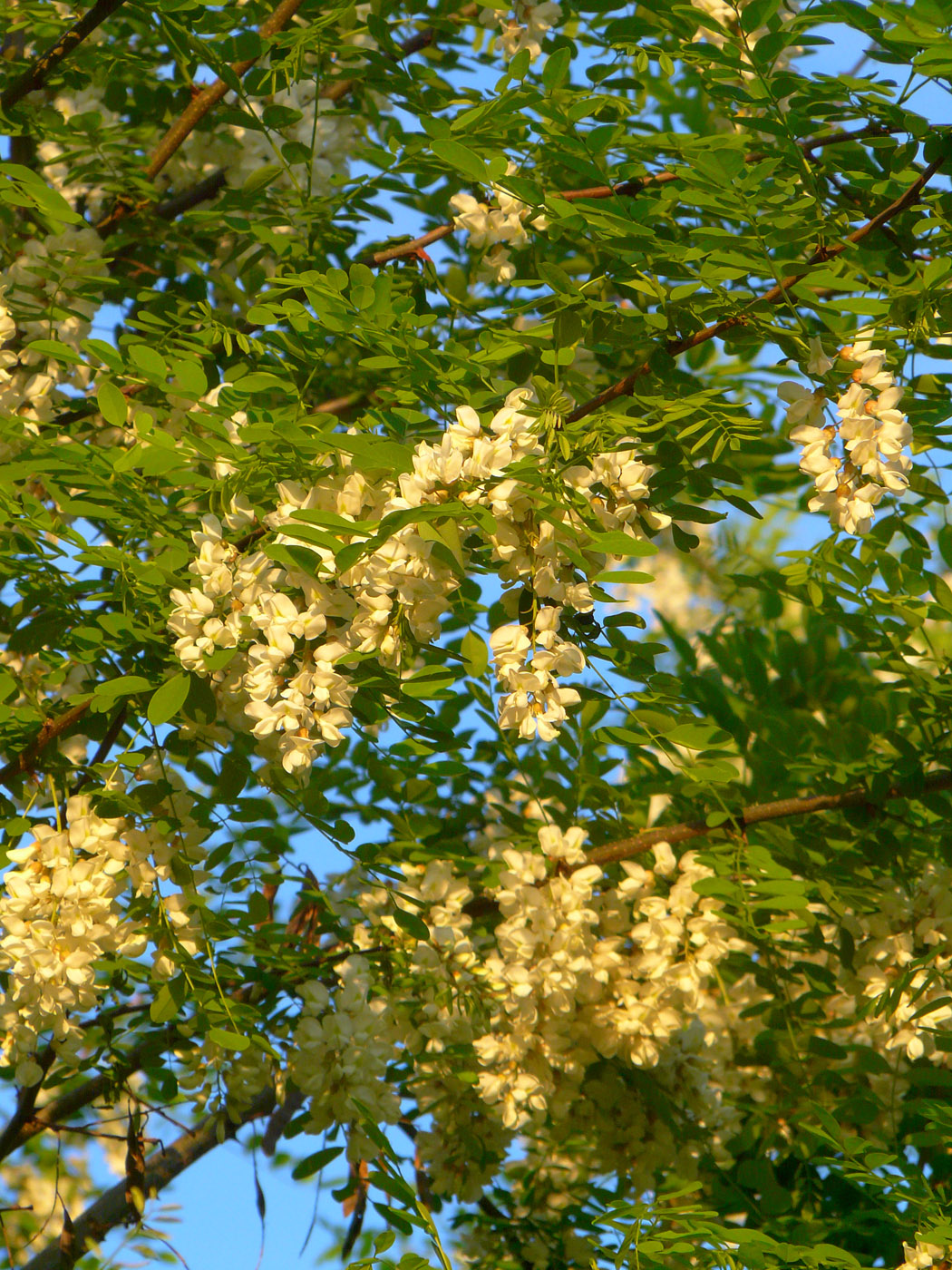 Изображение особи Robinia pseudoacacia.