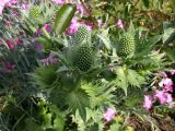 Eryngium alpinum