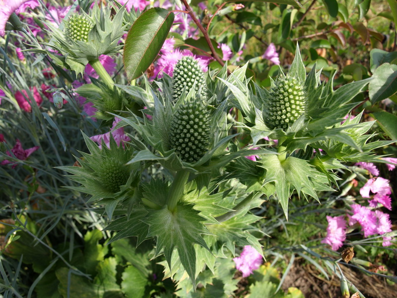 Изображение особи Eryngium alpinum.