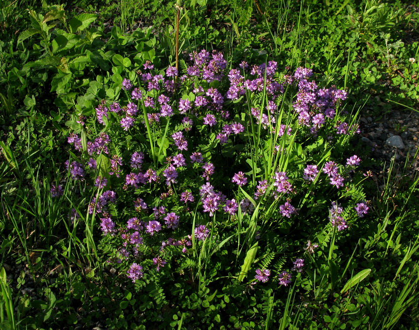 Изображение особи Astragalus alpinus.