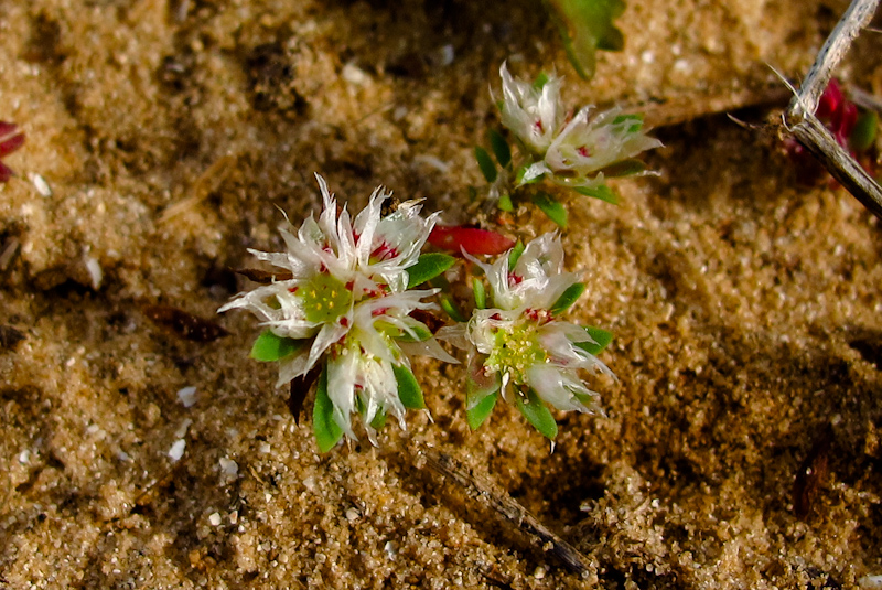 Изображение особи Paronychia argentea.
