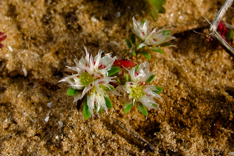 Image of Paronychia argentea specimen.