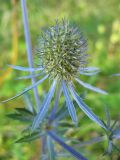 Eryngium planum. Отцветающее соцветие. Украина, Львовская обл., луговой склон. 2 сентября 2008 г.