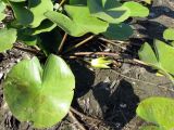 Nymphaea alba