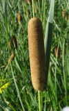 Typha tichomirovii