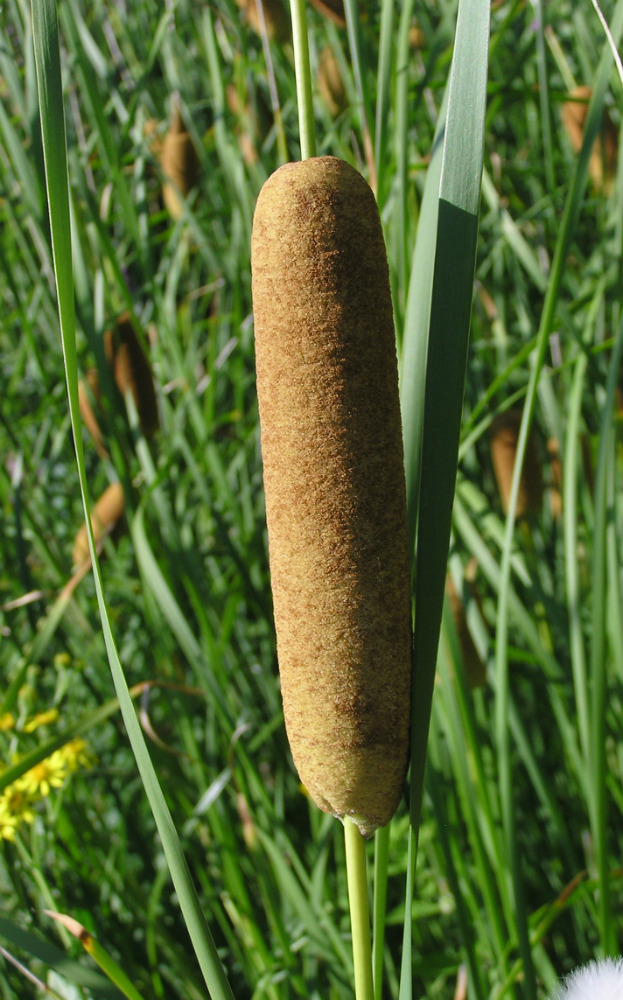 Image of Typha tichomirovii specimen.