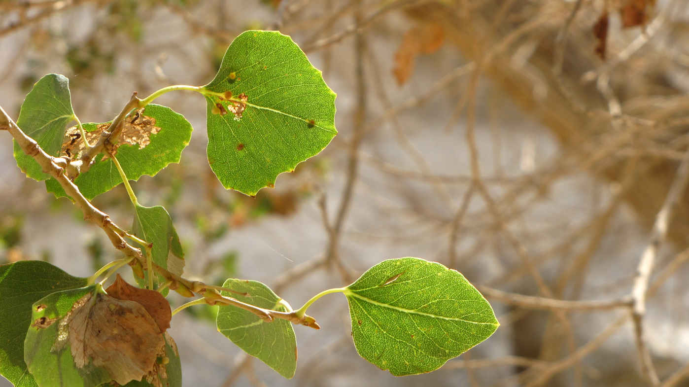 Изображение особи Populus euphratica.