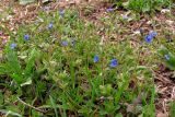 Veronica triphyllos