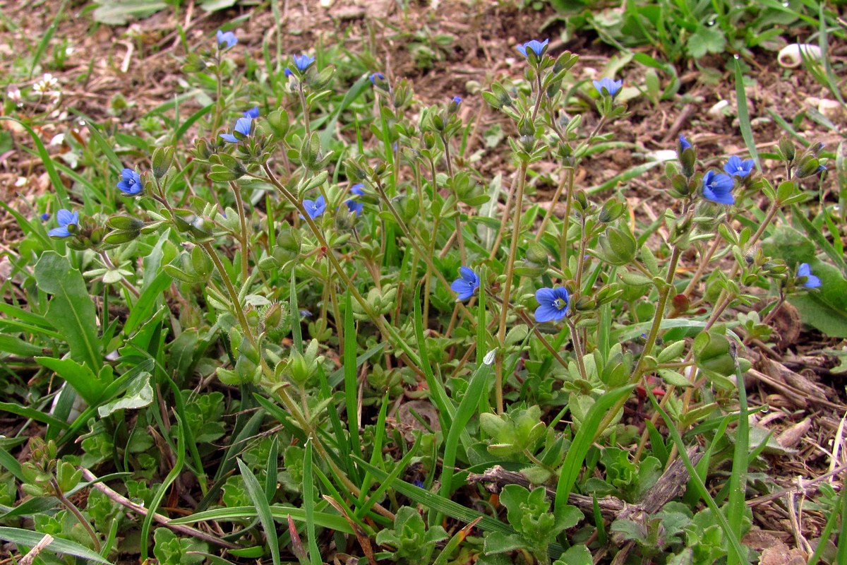 Изображение особи Veronica triphyllos.
