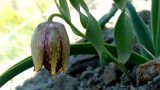 Fritillaria kurdica